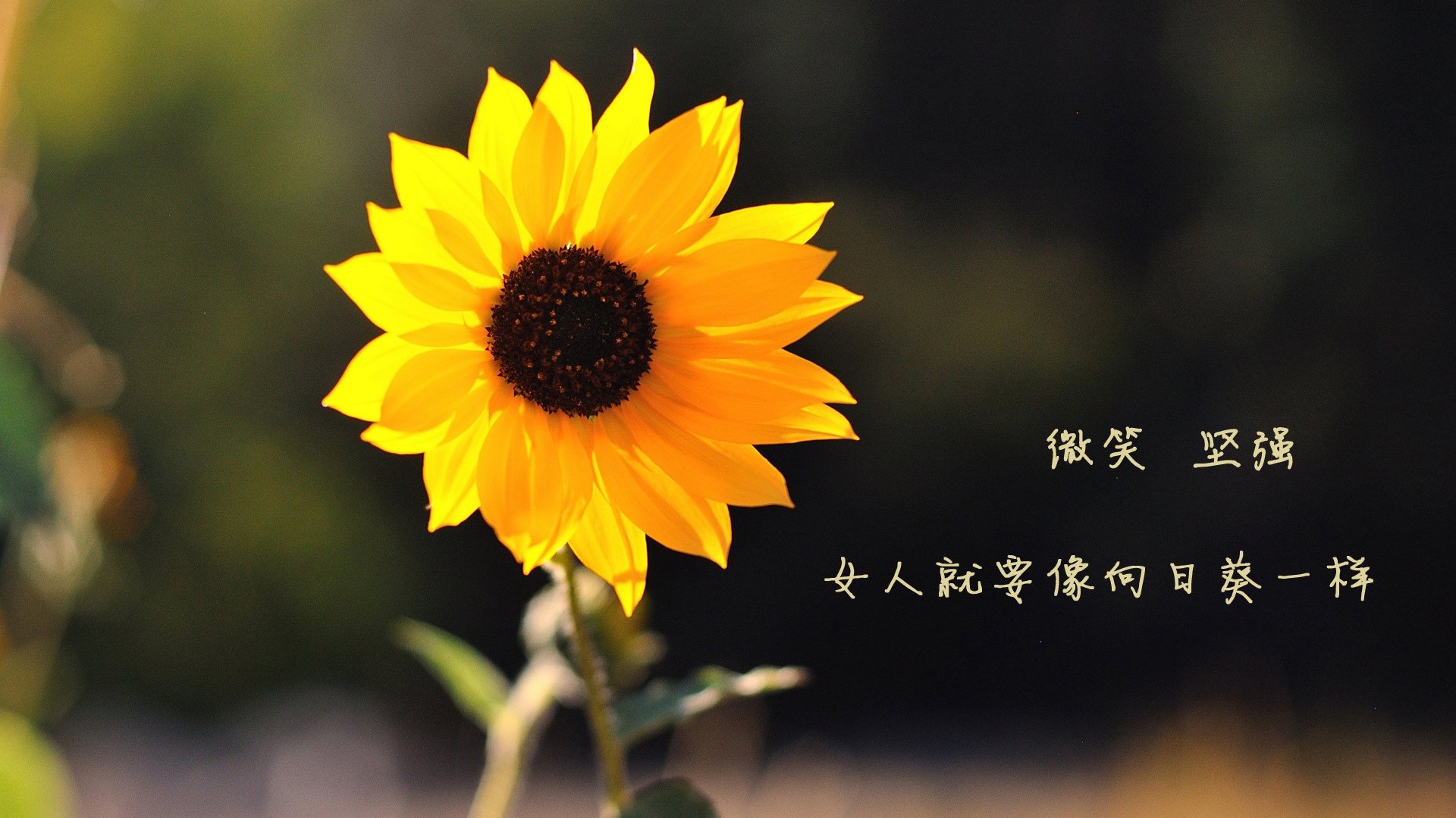 随机巴西马术协会推出马术运动员心理辅导项目，提升竞技表现。，巴西选手马拉松被推