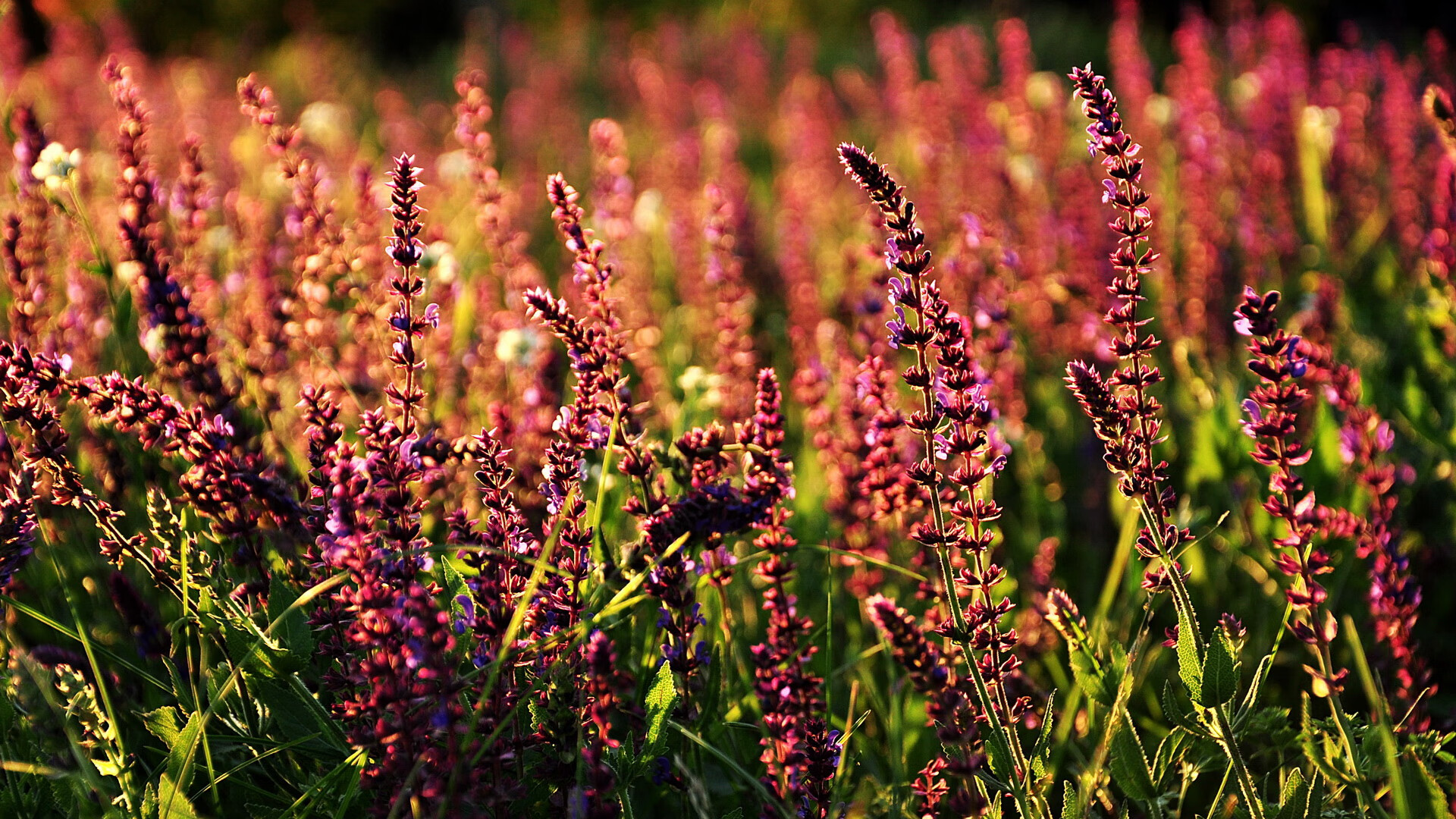 跨界创新:足球与音乐、电影的深度结合,足球经典音乐