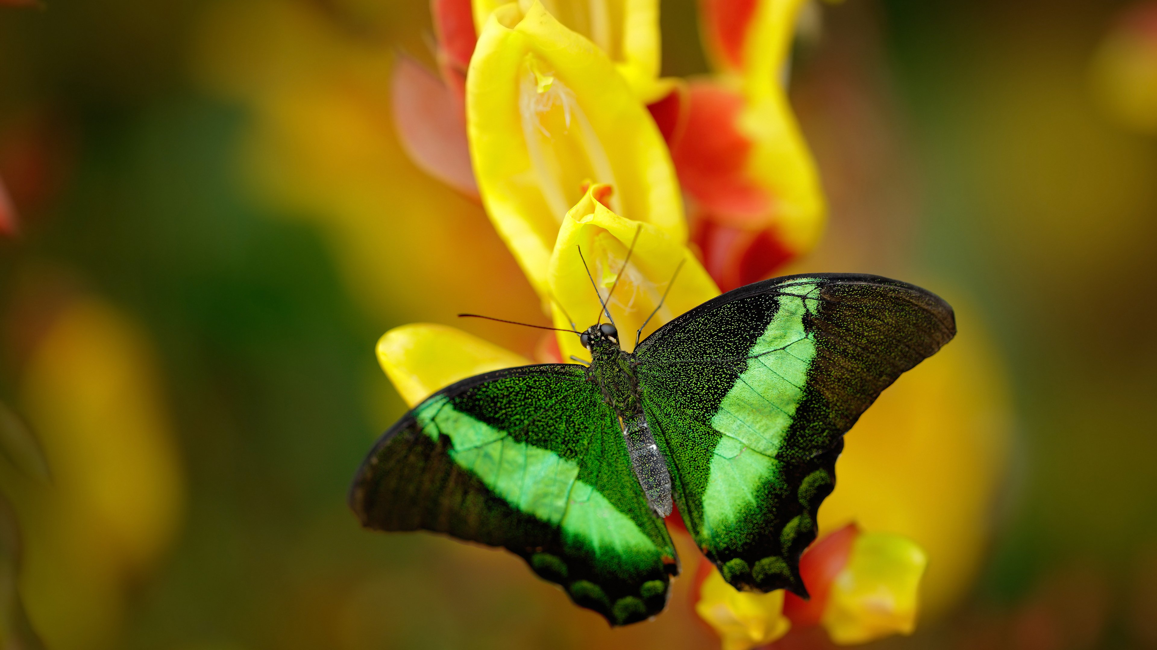 kaiyun开云·官方网站-中国三人篮球女队加强控球能力，中国三人篮球女队加强控球能力的训练