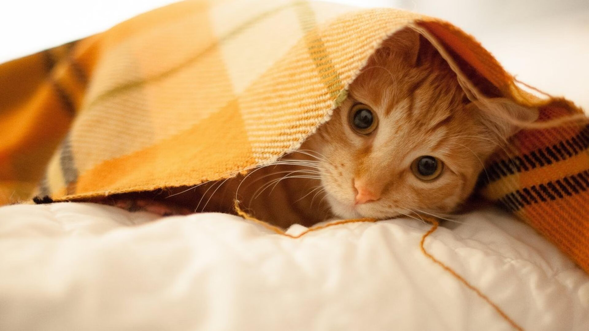 双线作战球队是否比单线球队更善于调整节奏,双线作战球队是否比单线球队更善于调整节奏