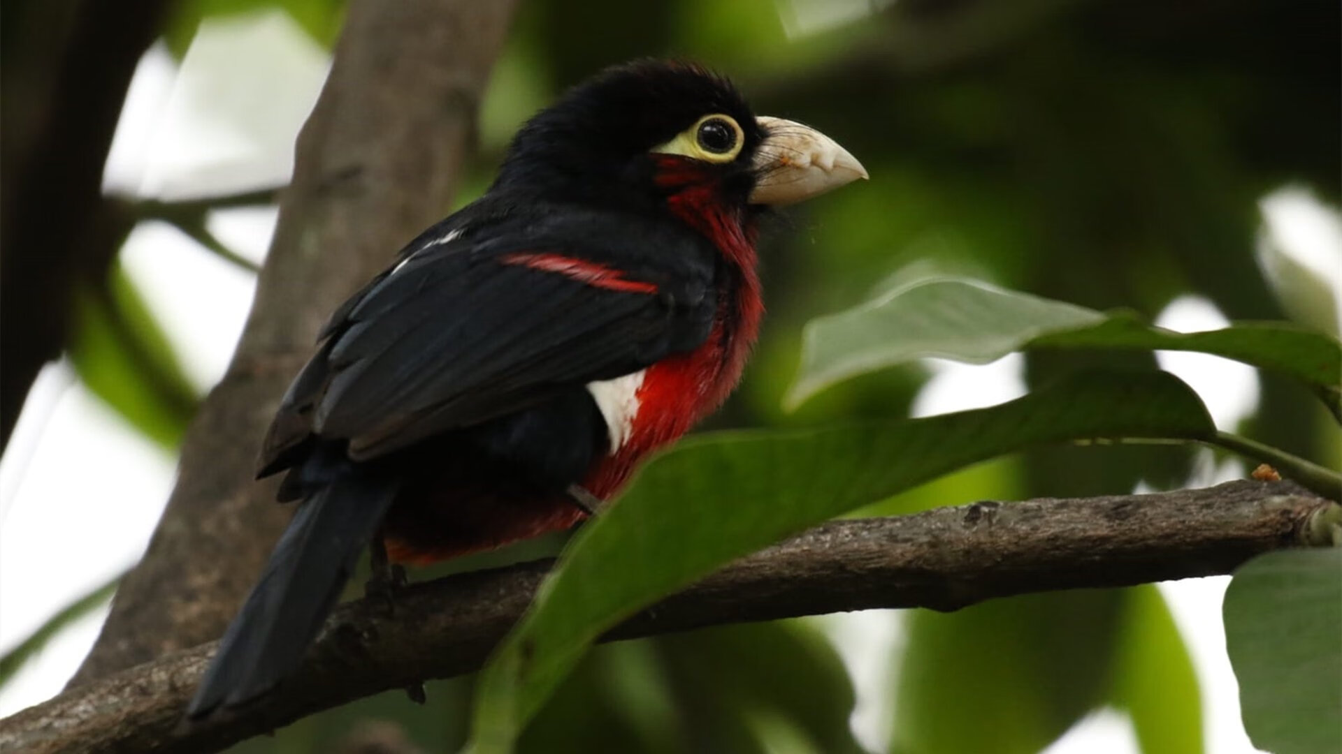 国家队缺少持续技战术创新动力