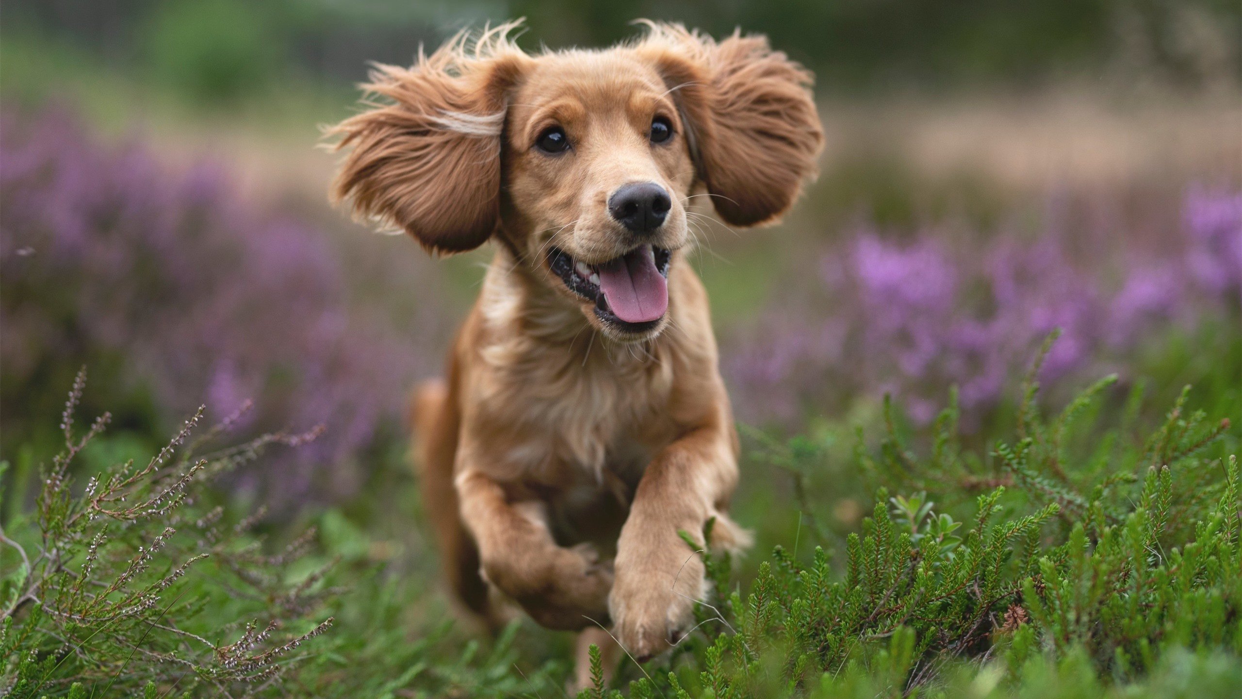 男子100自技术动作连续性评分