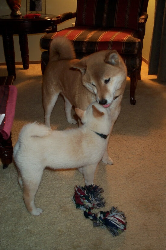 “马科斯·梅特罗的防守反击技术,助力美洲狮队实现跨越式发展”