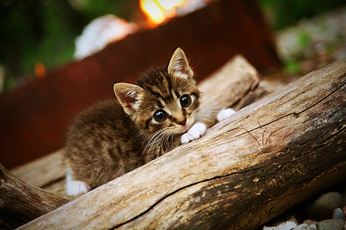 kaiyun体育app-亚历克斯·格林伍德凭借全面的防守表现，帮助袋鼠队稳占上风，格林伍德续约