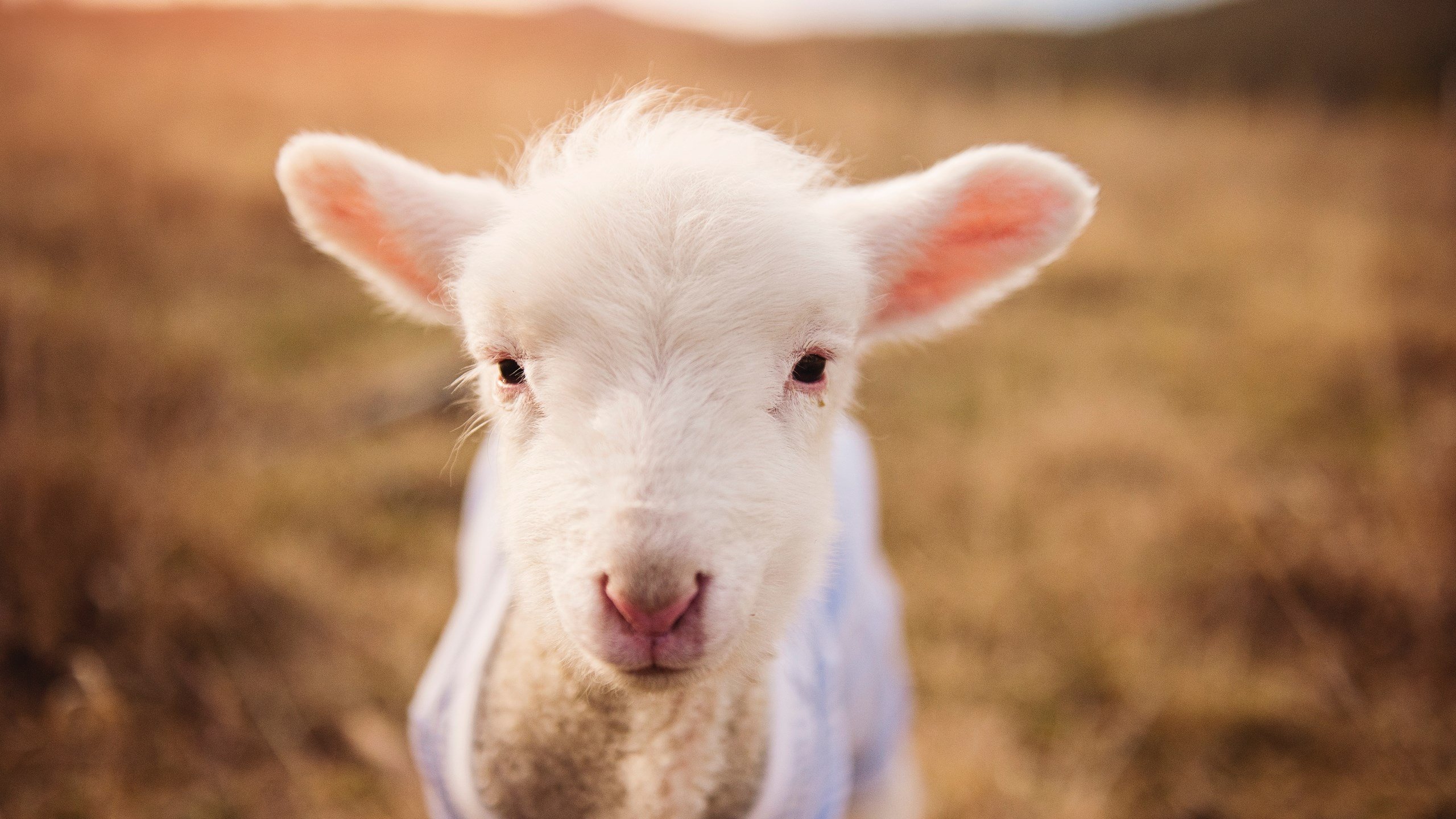 凯尔·查默斯男子100米自由泳决赛强势冲刺,男子100米自由泳决赛冠军