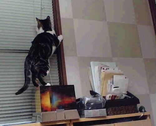 德甲攻防激战：节奏快，精彩不断！，德甲对抗