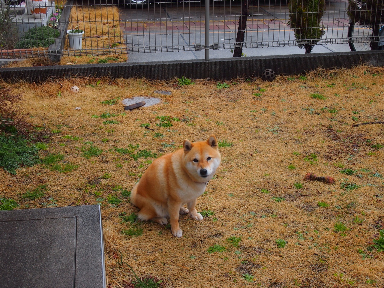 德甲榜首之争形势分析,德甲第一名