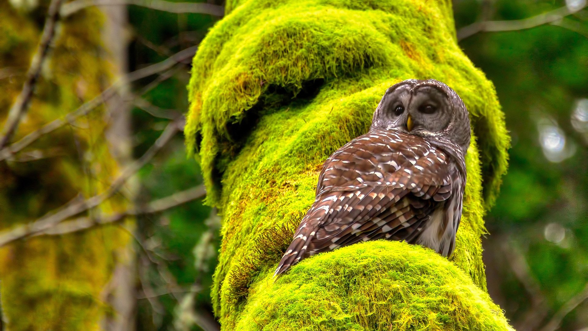 开云官方-德甲极速反击：突破对手防线瞬间降临！，德甲最快速度