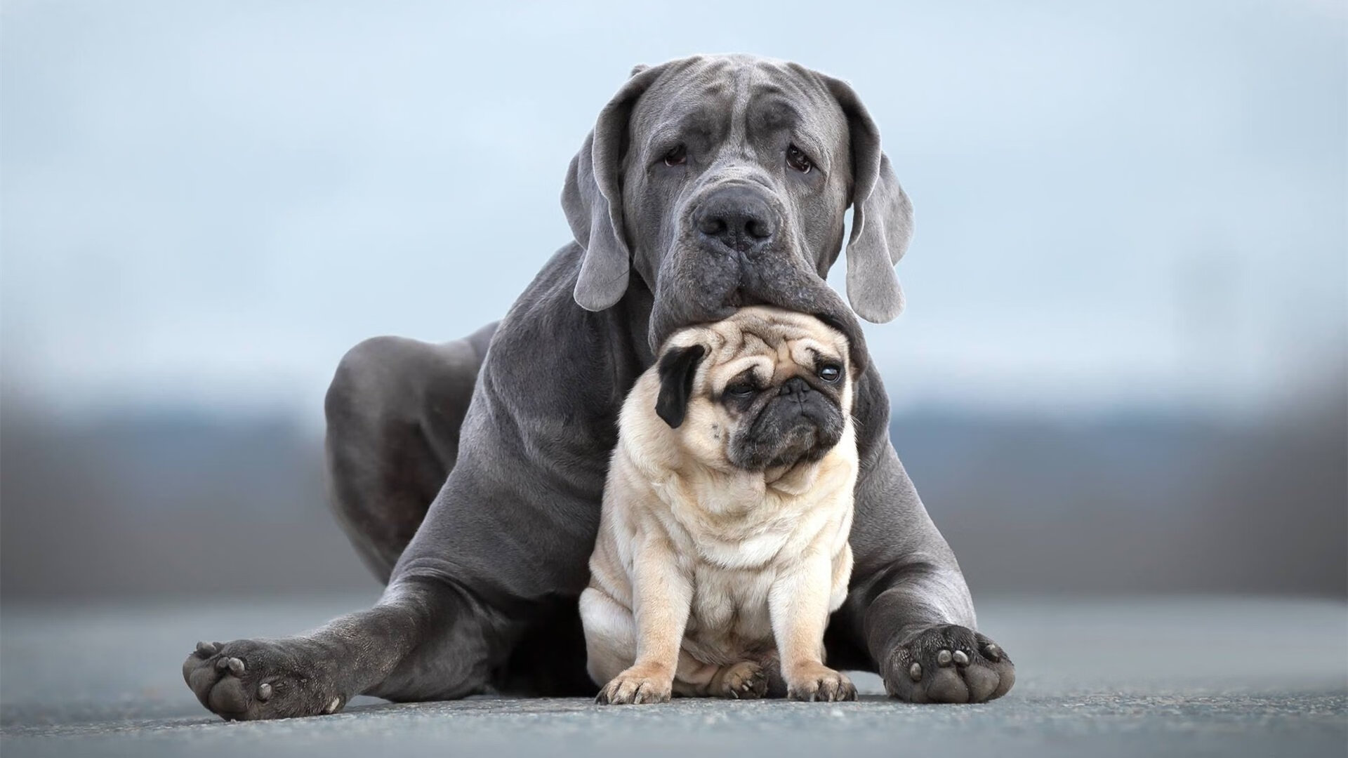 快船防守轮转到位成功逼迫对手失误,谁是快船更好的防守球员