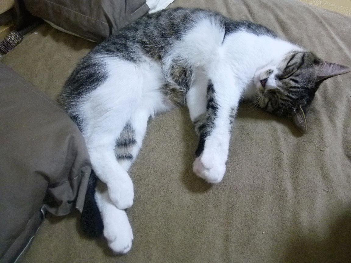 kaiyun体育综合-意甲老牌球队青训回归计划，意甲老牌强队