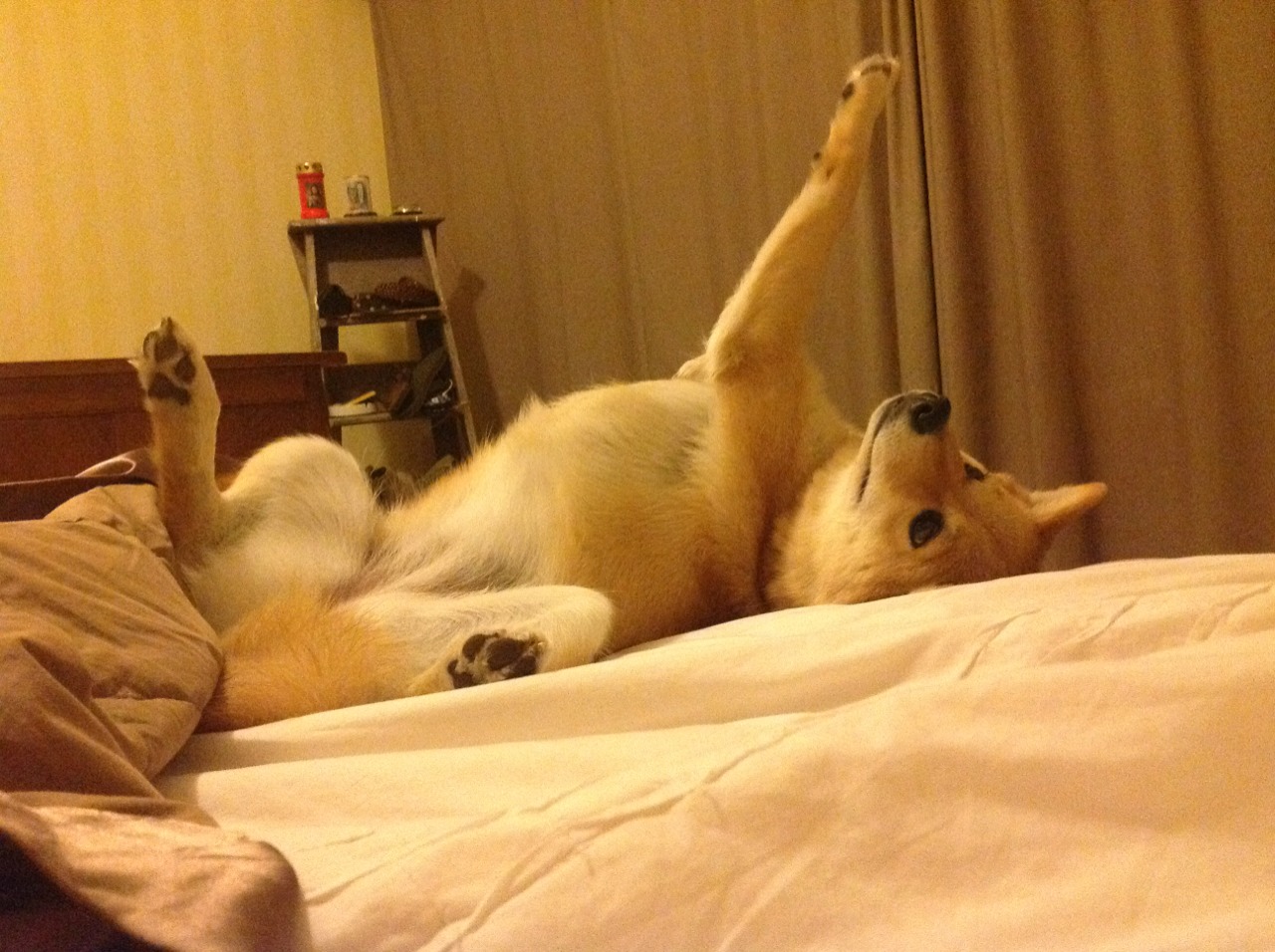 美洲杯明星豪门争锋:个人技术与团队配合完美融合,美洲杯著名球星