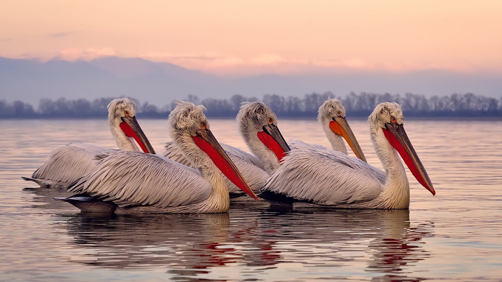 开云体育网页版入口-美洲杯豪门争夺：明星支援，激情无限！，美洲杯 球迷