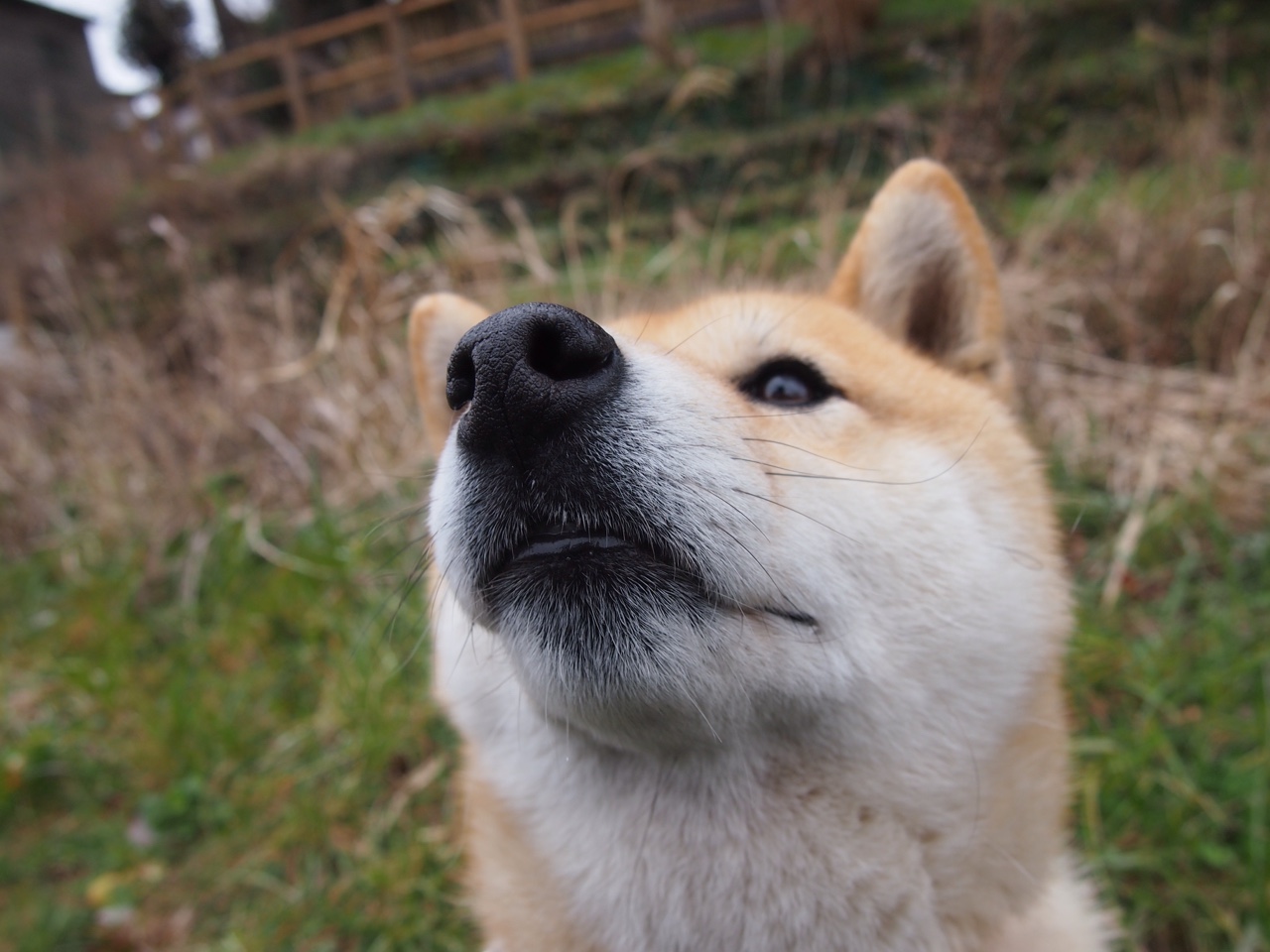 开云APP-苏炳添为冬训做身体数据专项评估，苏炳添体育项目