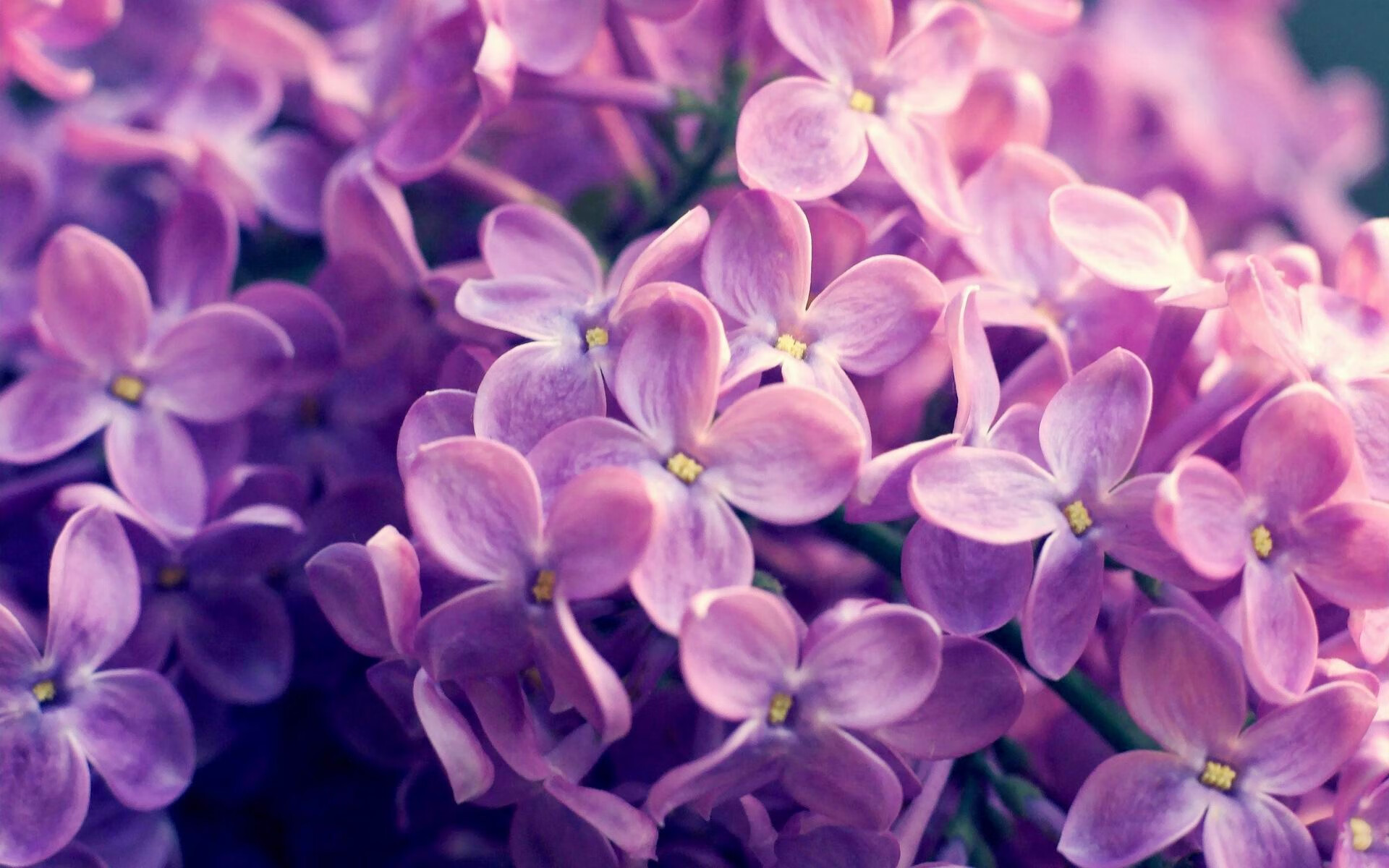 开云下载-蛙泳中程瑞士节奏控制到位，蛙泳 speedo