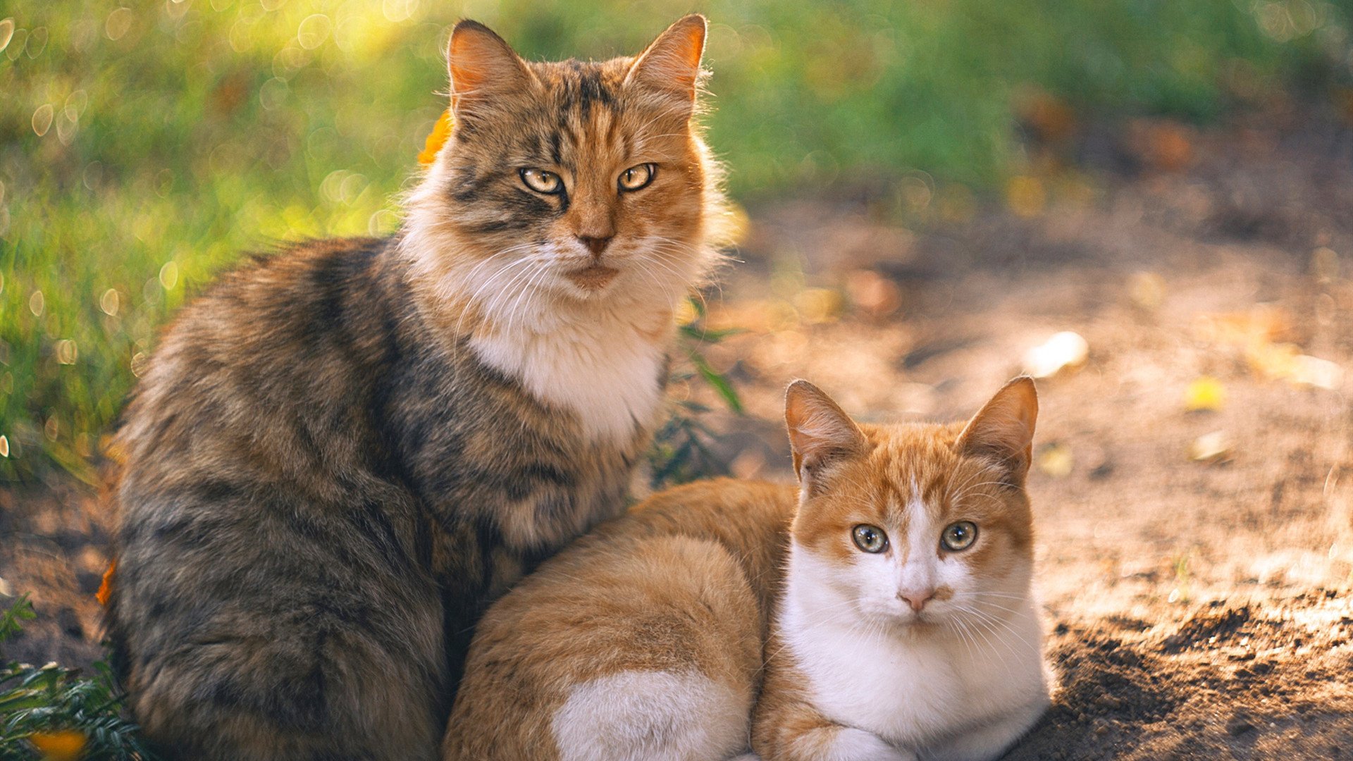 跳水动作难度升级南非队再创新高,fina跳水系列赛赛程