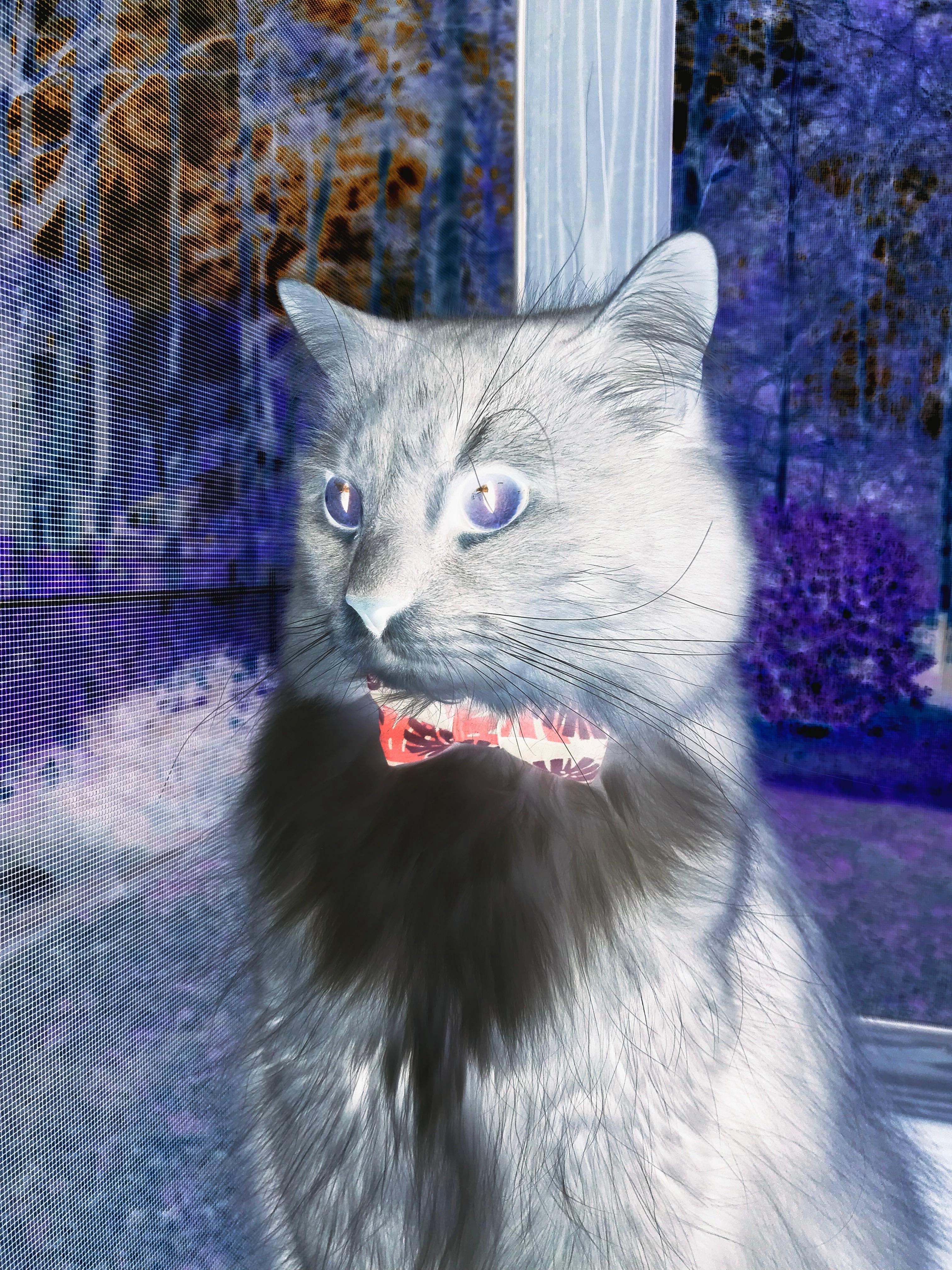 开云体育在线赛事直播-马拉维男篮在非洲锦标赛中再次夺冠，创造历史新高峰，马拉维非洲杯